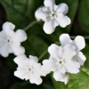 Omphalodes verna alba - abriachan nurseries